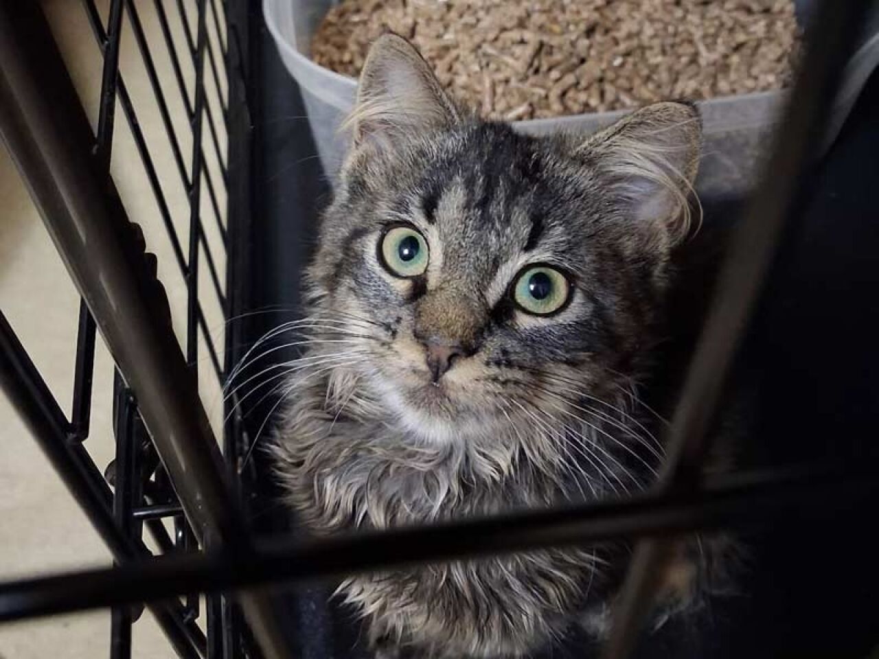 One Cat Leads to Rescue Effort  for Dozens at Napanoch Walmart