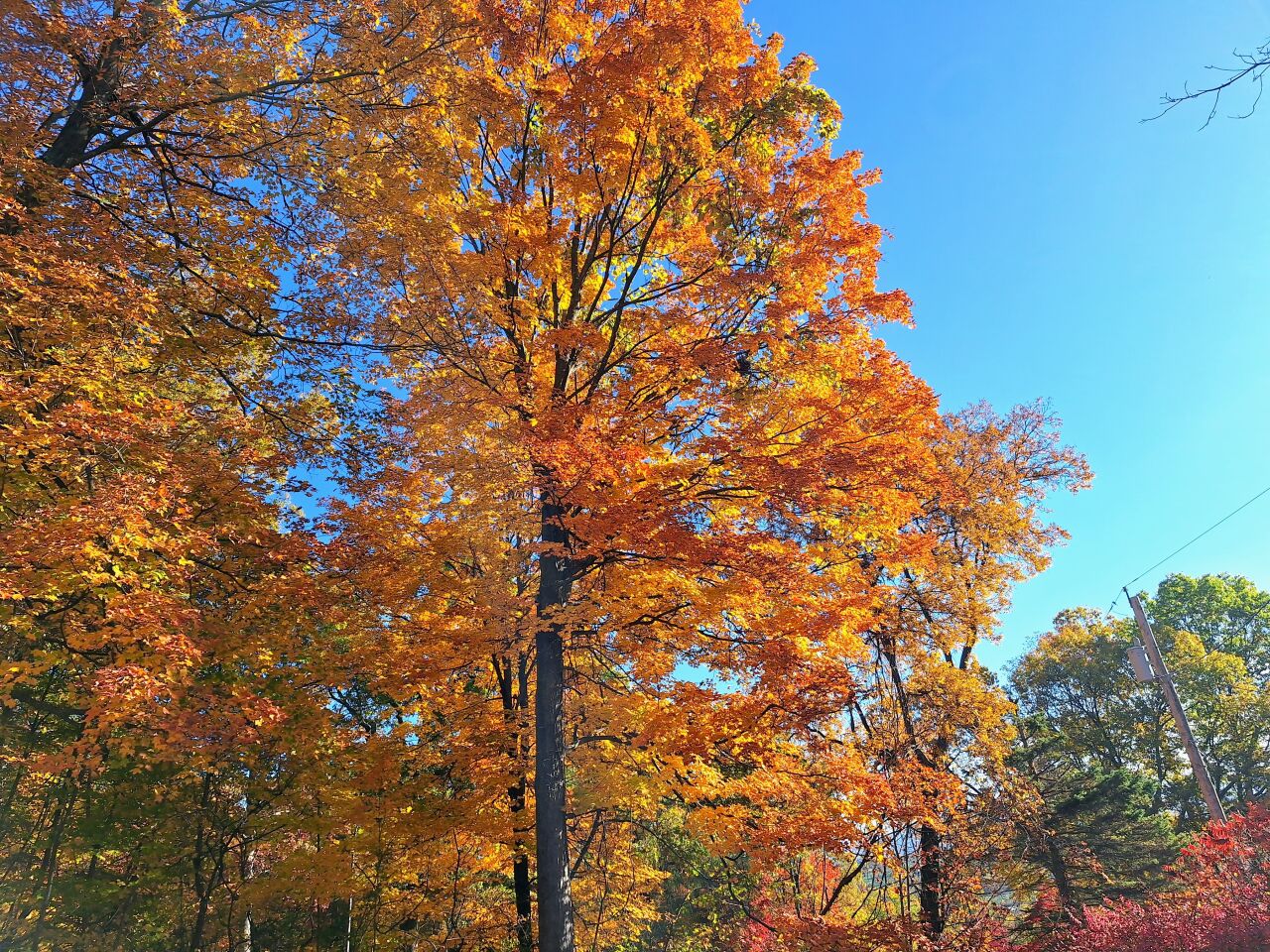 Tree Law Sprouts Again