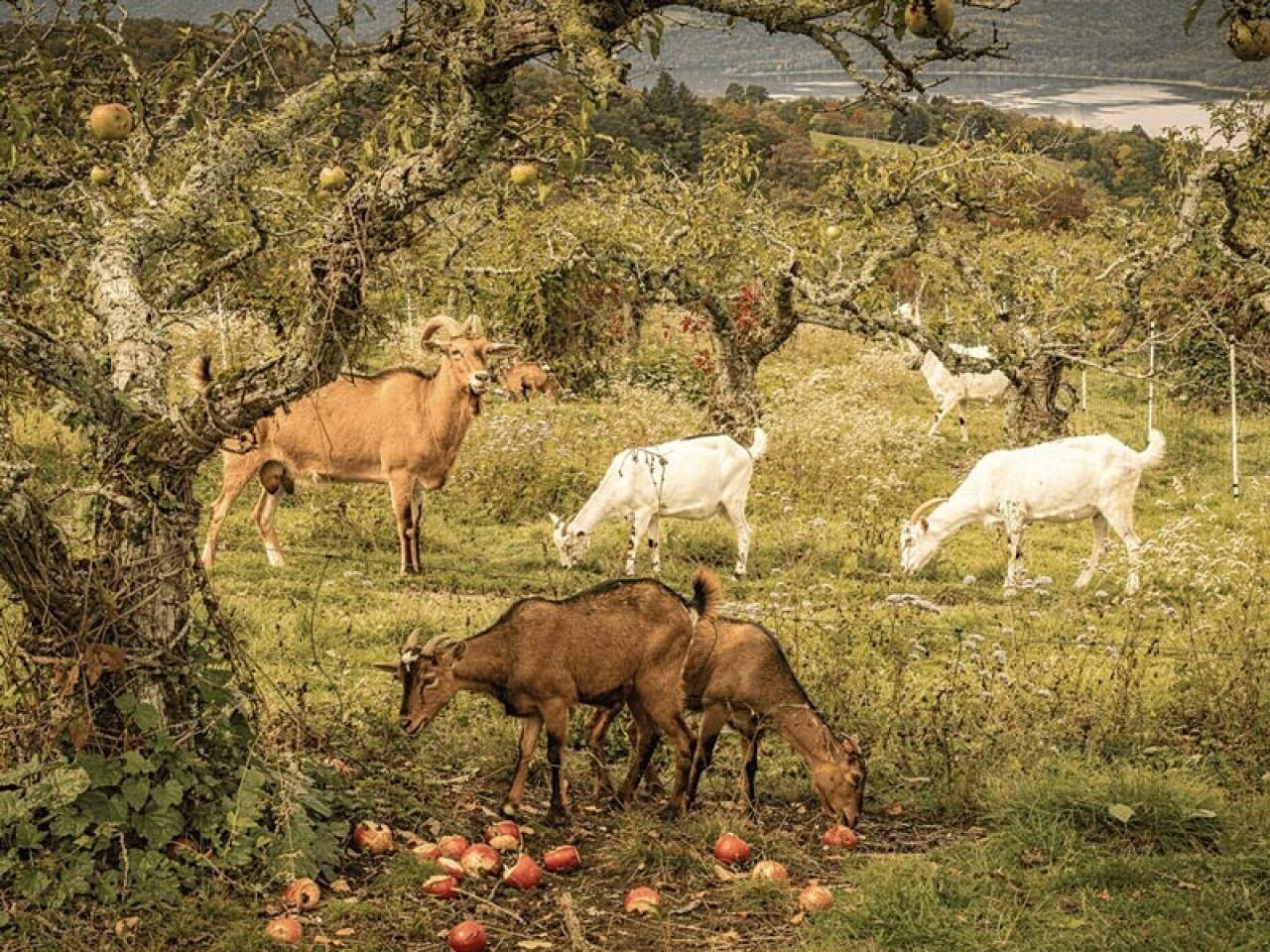Goats At Work: Nature’s Answer to Tough Terrain
