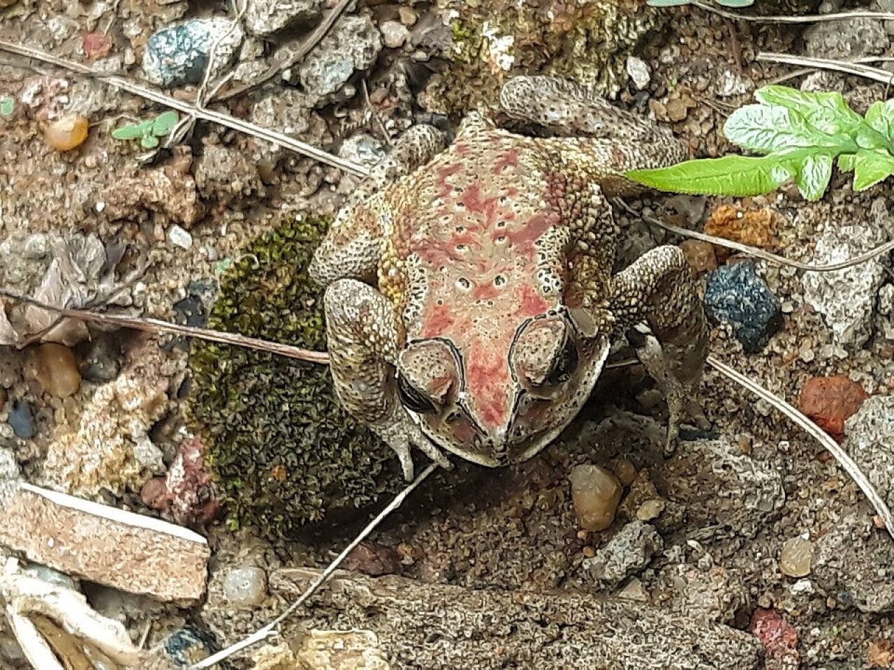 Weird Organisms: Active Camouflage