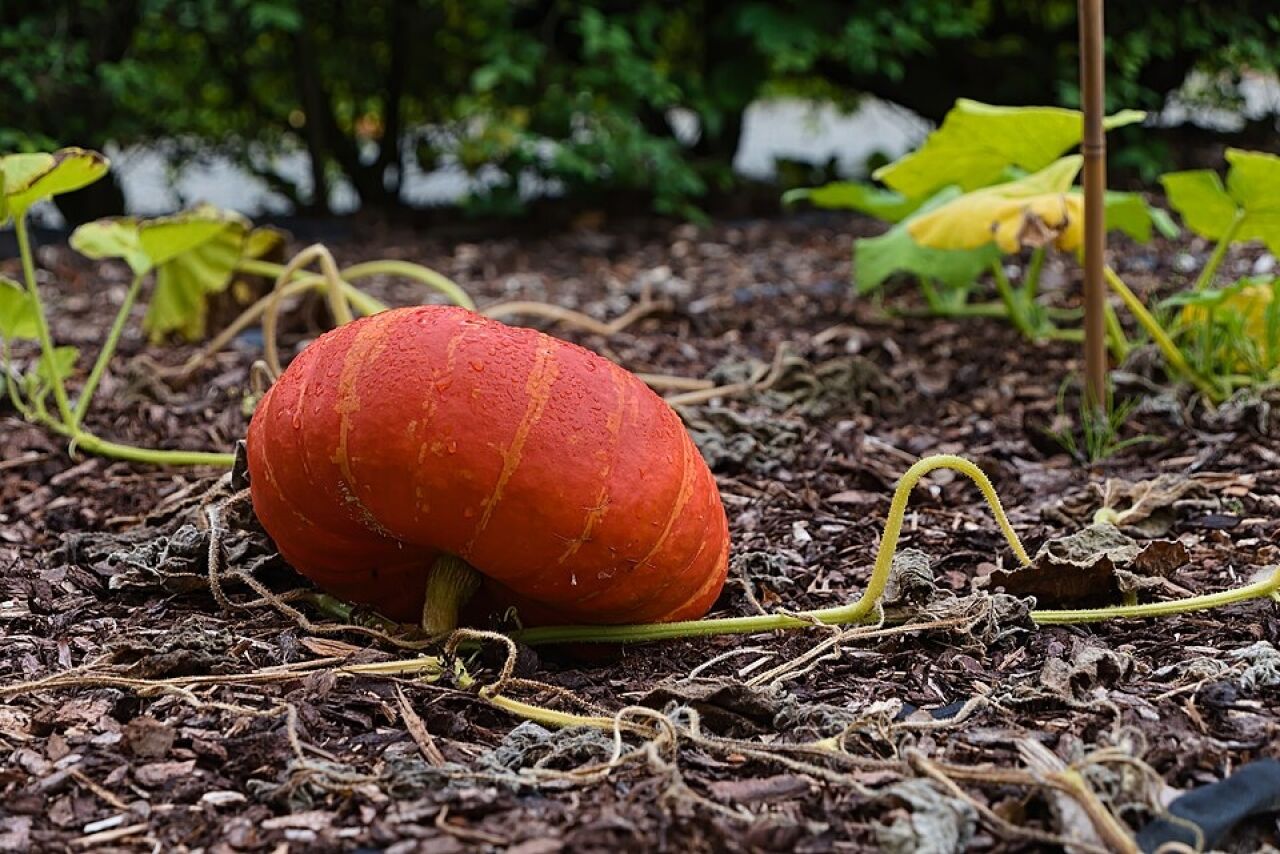 Flower Pumpkin Workshop